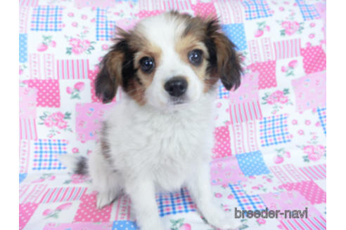 成約済の千葉県のパピヨン-159996の14枚目